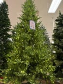 Balsam Fir