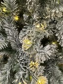 Alberta Spruce