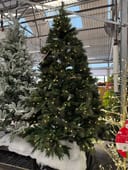 Denali Fir