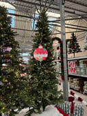 Sanford Pencil Fir