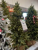 Elegant Grand Fir