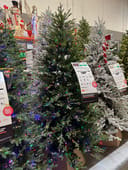 Breckenridge Downswept Fraser Fir
