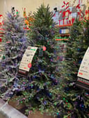 Grand Duchess Twinkling Balsam Fir