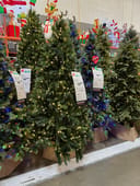 Forest Pine