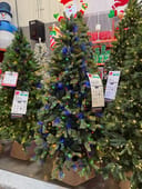 Willow Creek Spruce