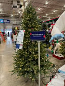Montana Fir