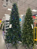 Alberta Spruce
