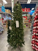 Seattle Spruce