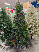 Grand Park Spruce
