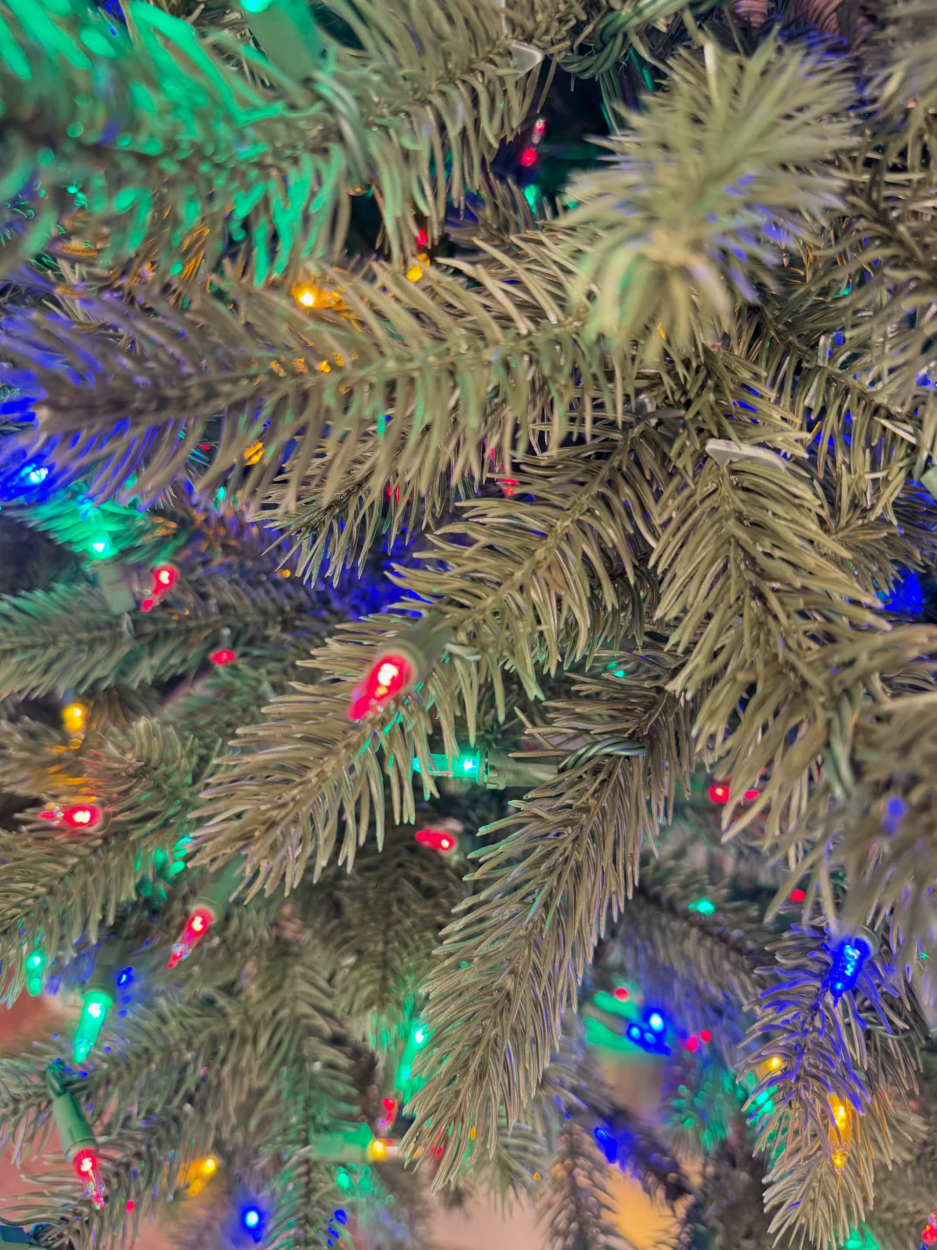 Room lights on with a close up of branch tips with color lights. 