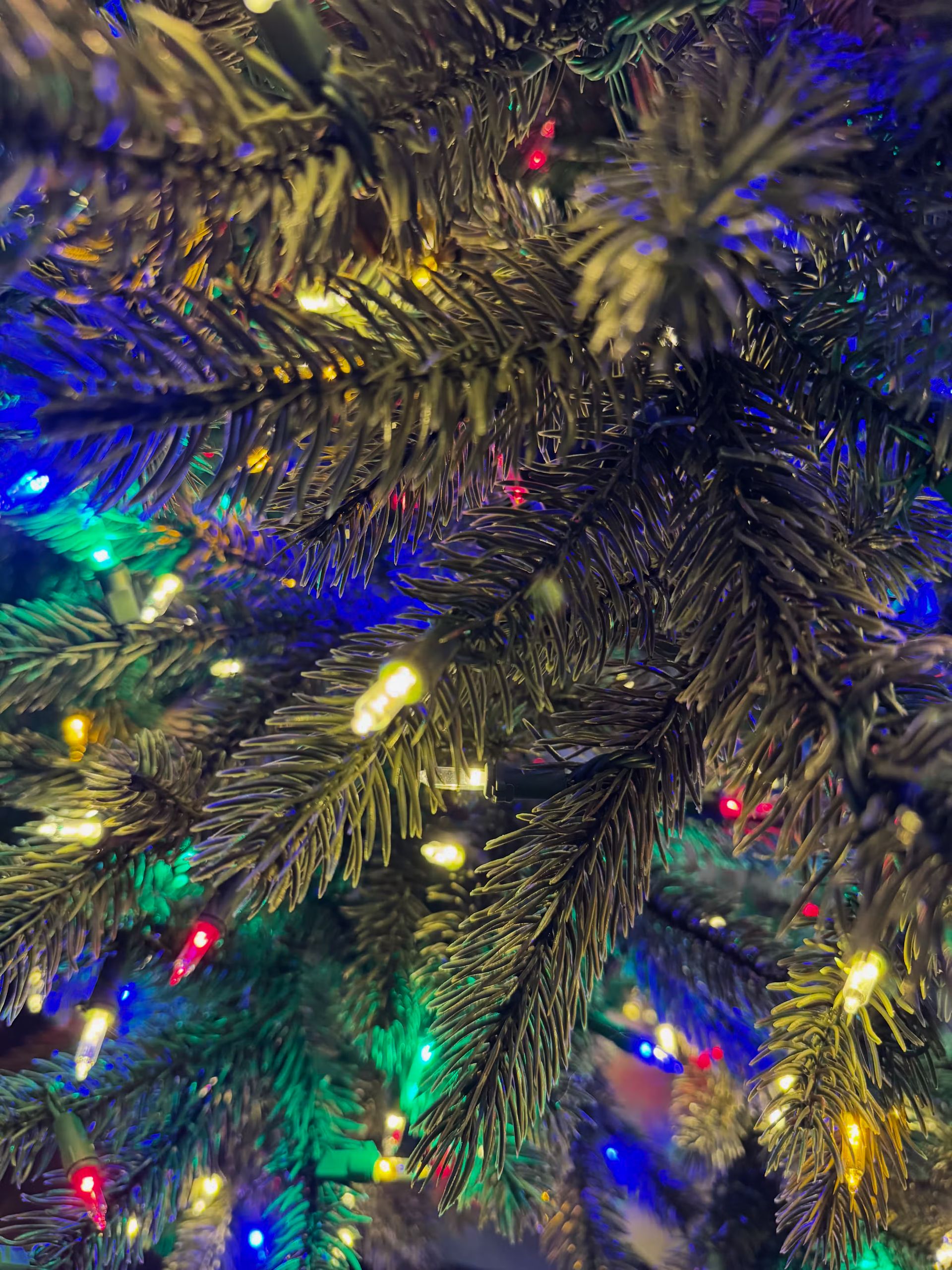 Room lights off with a close up of branch tips with clear+color lights. 