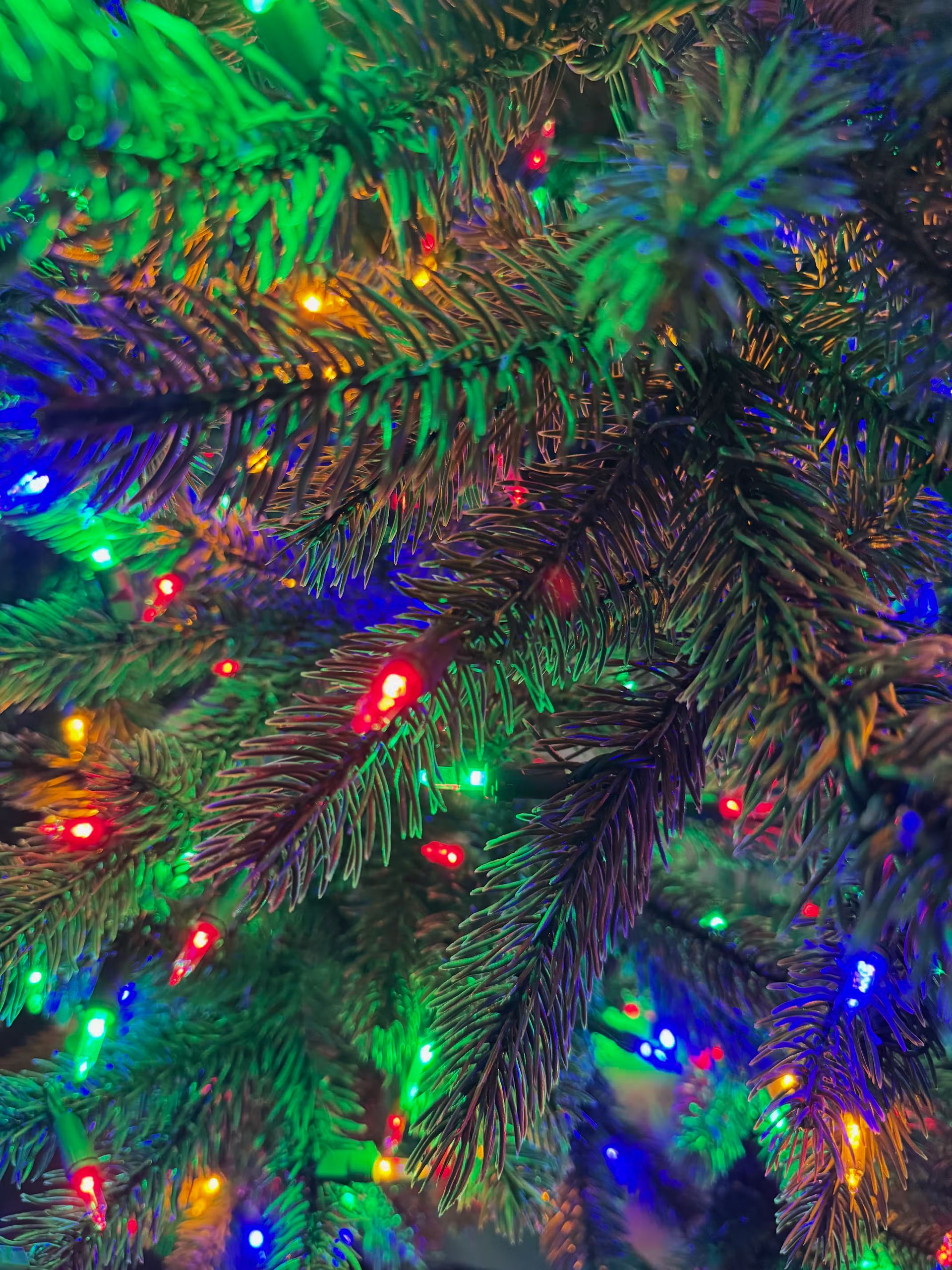 Room lights off with a close up of branch tips with color lights. 