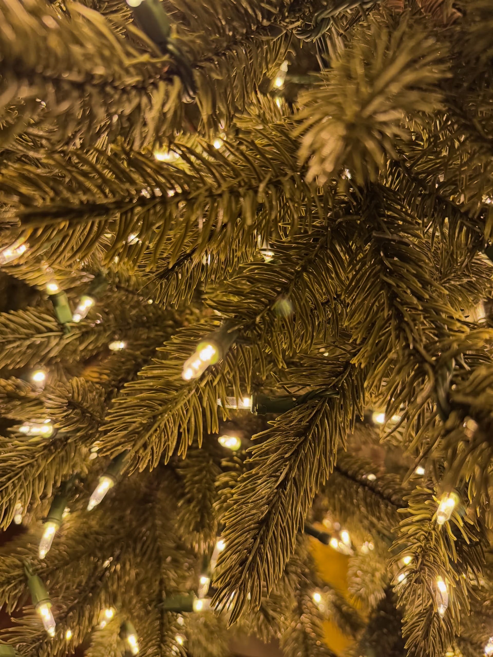 Room lights off with a close up of branch tips with clear lights. 