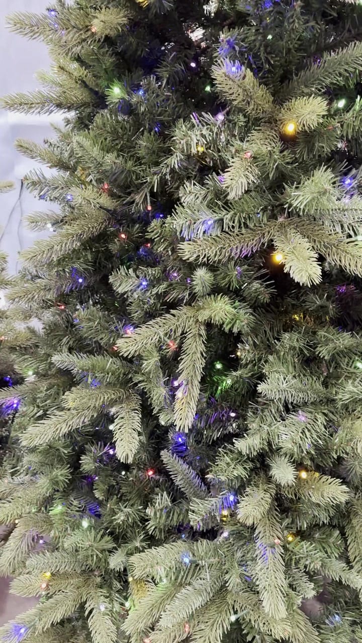 Tree Classics by Balsam Hill Classic Fraser Fir - view 6